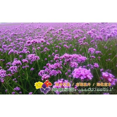 專業(yè)的馬鞭草花海供應商批發(fā)馬鞭草苗