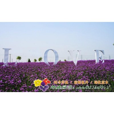 優(yōu)惠的馬鞭草批發(fā)地 優(yōu)質馬鞭草花海市場價