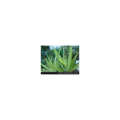 蘆薈 盧會 訥會 象膽 勞偉 奴會--觀賞-綠植-山東青州花卉園