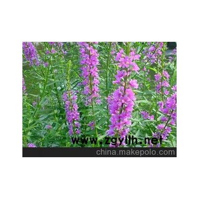 千屈菜 紫色 濕地--水生系列--花草--山東青州花卉園
