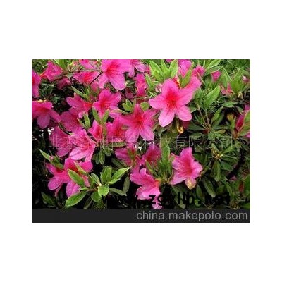 杜鵑 金達萊 映山紅 山石榴-觀賞-綠化-花草樹木-山東青州花卉園