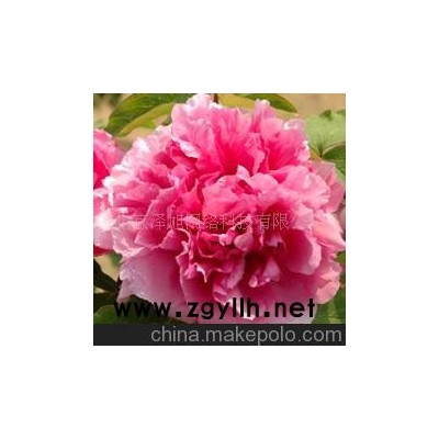 牡丹--芍藥科--多年生落葉小灌木--花草--山東青州花卉園