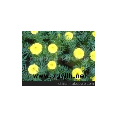 萬壽菊 萬壽燈 蜂窩菊 蝎子菊 黃橙--觀賞--花草樹木--青州花卉園