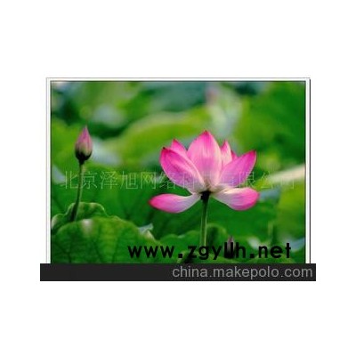 荷花 蓮花 芙蕖 水芝 澤芝 水華--水生系列--花草--青州花卉園