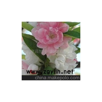 三色碧桃 紅 白--薔薇科落葉小喬木--桃的變種--山東青州花卉園