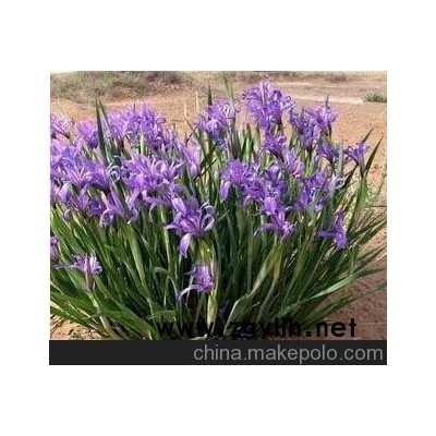 批發(fā)馬蘭花 馬藺苗 馬蘭花苗/多年生宿根植物 工程綠化苗