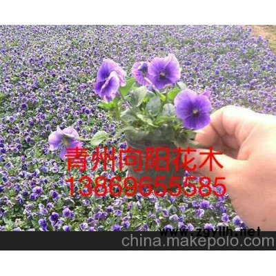 蘇州三色堇新報價山東向陽草花苗木基地