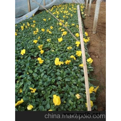 許昌三色堇新報價山東向陽草花苗木基地