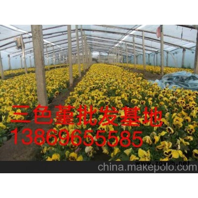 楚雄三色堇新報價山東向陽草花苗木基地