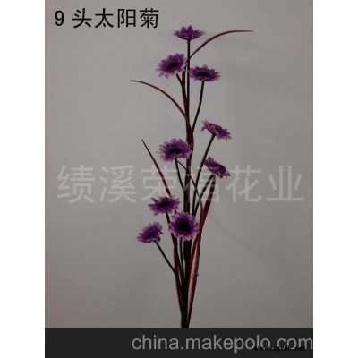 9頭太陽菊(圖)