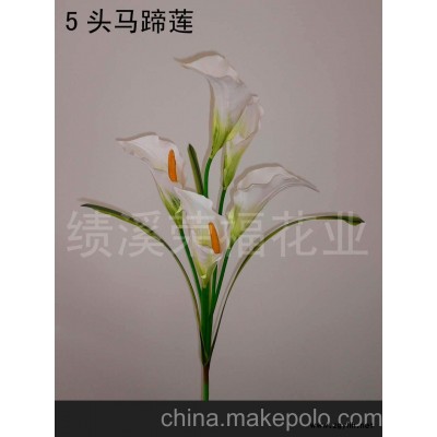 5頭馬蹄蓮(圖)