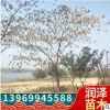 合歡樹苗庭院花卉植物芙蓉樹絨花樹苗合歡苗合歡小苗遮陰樹木