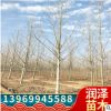 基地直銷法桐樹帶帽法桐量大從優(yōu)貨源充足