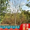 國槐樹苗風(fēng)景樹圓柱形綠色系觀葉園林植物南北方種植金枝國槐樹