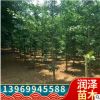直銷3-80公分銀杏樹銀杏苗貨源充足規(guī)格齊全價格優(yōu)美