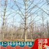 銀杏小苗銀杏樹苗占地樹苗嫁接銀杏銀杏樹白果樹苗精品銀杏樹批發(fā)