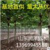 梧桐樹苗 法國梧桐樹苗 中國梧桐樹苗梧桐樹庭院盆栽盆景綠化樹苗