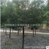 香樟樹苗批發(fā)精品造型香樟樹木 常綠植物工程綠化苗木戶外庭蔭樹