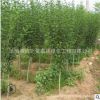 木槿樹苗批發(fā) 園林綠化苗木 庭院盆栽花卉木槿花苗 室內(nèi)裝飾