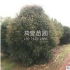 基地批發 叢生桂花 規格齊全 造型好 土球好 成活率高
