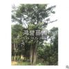 園林綠化樹苗 叢生樸樹小苗 規格全 風景樸樹 量多從優