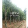 基地直銷 多種規格綠化工程 園林常綠喬木再生移植香樟