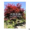 紅楓 景觀樹苗 工程綠化苗木 大量供應 各種規格 品種齊全