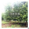 美國紅楓 園林綠化樹木 規格齊全 庭院盆栽花卉綠化苗 批發