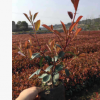 紅葉石楠，地苗，杯苗，大量供應
