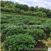 湖南造型無刺構骨樹 精品無刺構骨球 無刺枸骨樁景 量大價優
