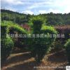 湖南基地銷售 各種規格小葉女貞花瓶 造型獨特 女貞柱子