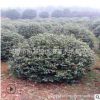 山茶花批發 湖南農戶基地直銷山茶花樹 山茶花球冠幅80-100cm