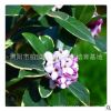 中國名花金邊瑞香盆栽 睡香 露甲風流樹 冬季開花植物室內盆栽