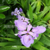 湖南鳶尾草直銷 庭院地被宿根花卉 園林復綠工程花草