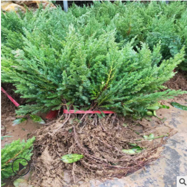 苗圃直銷工程綠化樹 爬地柏 鋪地柏樹 鋪地柏小苗 鋪地龍苗