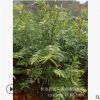 紅豆杉基地批發 南方紅豆杉盆景小苗 健康樹 綠化苗木