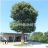 批發香樟樹苗 湖南移栽多頭香樟 30公分骨架香樟樹圖片 綠化苗木