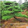 批發黑松 庭院種植造型黑松樹 造型奇特 黑松小苗價格