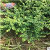 農戶直銷龜甲冬青球 湖南龜甲冬青小毛球 價格實惠 規格齊全