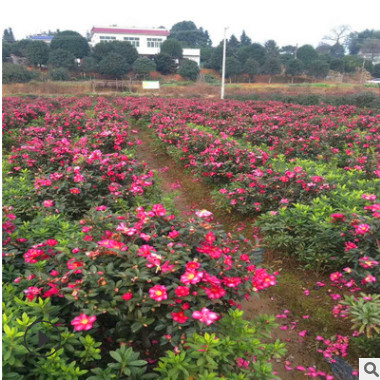 湖南基地茶梅批發 茶梅小苗 茶梅盆栽各規格齊全冬季耐寒花卉