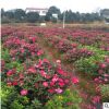 湖南基地茶梅批發 茶梅小苗 茶梅盆栽各規格齊全冬季耐寒花卉