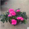 湖南基地杜鵑花批發 盆栽西洋杜鵑 西洋杜鵑杯苗庭院花卉擺花佳品