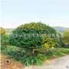湖南基地直銷山茶花苗 茶花小苗 山茶花專業種植基地大量供應