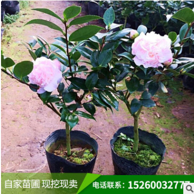 茶花球庭院小區種植茶花樹落葉觀花灌木常綠球類