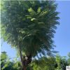 基地大量批發成年藍花楹樹苗樹形優美專業種植