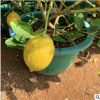基地批發檸檬果樹盆栽2-8年香水檸檬樹盆栽陽臺庭院種植當年結果