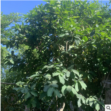 基地批發蓮霧樹蓮霧秒綠化苗木公園小區綠化苗木常年大量比方供應