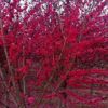 紅葉碧桃 基地直銷 規(guī)格齊全 綠化工程苗木 量大優(yōu)惠