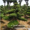 批發(fā)8cm桂花樹 移栽大桂花 金桂花苗 長沙桂花樹 樹形優(yōu)美