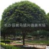 湖南求購【叢生丹桂樹 丹桂球】紅桂，樹形好，冠幅緊湊